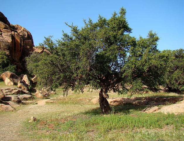 628px-Argan_Tree_near_Tafraoute